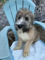 Baloo, a male Bouvier des Flandres and Old English Sheepdog for sale in Beverly Hills, CA – Photo 2 of 6