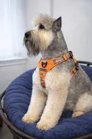 LOVEBUG, a male Bouvier des Flandres and Old English Sheepdog for sale in Beverly Hills, CA – Photo 6 of 7