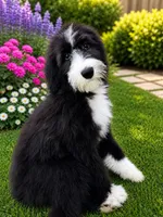 Oreo, a female Old English Sheepdog and Poodle - Standard  for sale in Beverly Hills, CA – 3 of 3