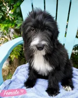 Raven , a female Bouvier des Flandres and Old English Sheepdog for sale in Beverly Hills, CA – Photo 2 of 7