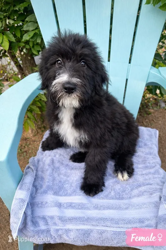 Raven  – Bouvier des Flandres, Old English Sheepdog puppy for sale in Beverly Hills, CA