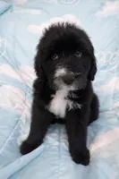 Raven , a female Bouvier des Flandres and Old English Sheepdog for sale in Beverly Hills, CA – Photo 2 of 5
