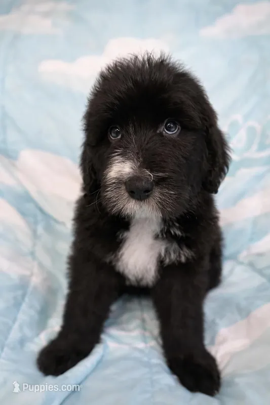 Raven  – Bouvier des Flandres, Old English Sheepdog puppy for sale in Beverly Hills, CA