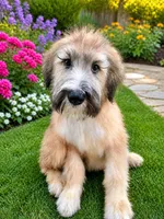 Bentley, a male Sheepadoodle for sale in Beverly Hills, CA – 2 of 2