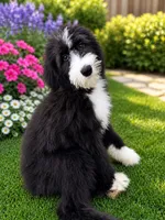 Oreo, a female Old English Sheepdog and Poodle - Standard  for sale in Beverly Hills, CA – 1 of 3