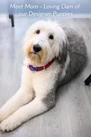 Orca, a female Bouvier des Flandres and Old English Sheepdog for sale in Beverly Hills, CA – Photo 4 of 5
