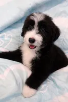 Orca, a female Bouvier des Flandres and Old English Sheepdog for sale in Beverly Hills, CA – Photo 3 of 5