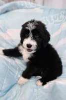 Orca, a female Bouvier des Flandres and Old English Sheepdog for sale in Beverly Hills, CA – Photo 2 of 5