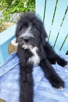 Zazoo, a male Bouvier des Flandres and Old English Sheepdog for sale in Beverly Hills, CA – Photo 2 of 6
