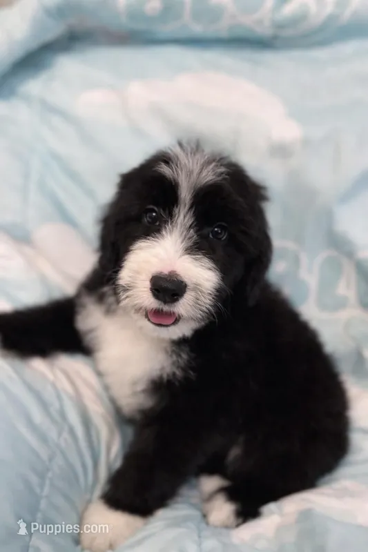 Orca – Bouvier des Flandres, Old English Sheepdog puppy for sale in Beverly Hills, CA