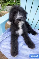 Zazoo, a male Bouvier des Flandres and Old English Sheepdog for sale in Beverly Hills, CA – Photo 1 of 6