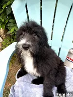 Onyx, a female Sheepadoodle for sale in Beverly Hills, CA – 2 of 2