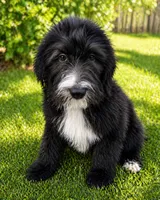 Onyx, a female Sheepadoodle for sale in Beverly Hills, CA – 1 of 2