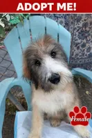 LAVA LOVE, a female Bouvier des Flandres and Old English Sheepdog for sale in Beverly Hills, CA – Photo 2 of 2