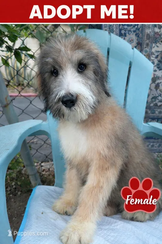 LAVA LOVE, a female Bouvier des Flandres and Old English Sheepdog for sale in Beverly Hills, CA – Photo 1 of 2
