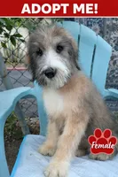 LAVA LOVE, a female Bouvier des Flandres and Old English Sheepdog for sale in Beverly Hills, CA – Photo 1 of 2