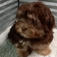 AKC Hershey, a male Havanese for sale in De Soto, MO – Photo 1 of 5