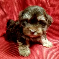 AKC Hershey, a male Havanese for sale in De Soto, MO – Photo 4 of 5