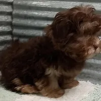 AKC Hershey, a male Havanese for sale in De Soto, MO – Photo 2 of 5