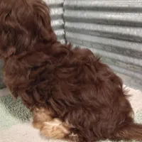 AKC Hershey, a male Havanese for sale in De Soto, MO – Photo 3 of 5
