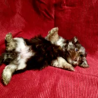 AKC Hershey, a male Havanese for sale in De Soto, MO – Photo 5 of 5