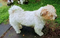 Akc Honey, a male Havanese for sale in De Soto, MO – Photo 4 of 4