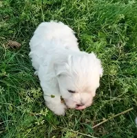 Akc Honey, a male Havanese for sale in De Soto, MO – Photo 1 of 4
