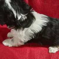 AKC Sugar, a female Havanese for sale in De Soto, MO – Photo 5 of 8