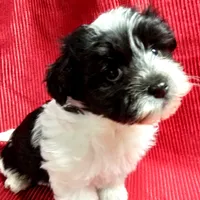 AKC Sugar, a female Havanese for sale in De Soto, MO – Photo 3 of 8