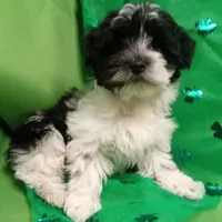 AKC Sugar, a female Havanese for sale in De Soto, MO – Photo 1 of 8