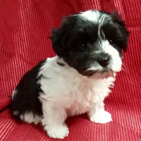 AKC Sugar, a female Havanese for sale in De Soto, MO – Photo 6 of 8