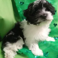 AKC Sugar, a female Havanese for sale in De Soto, MO – Photo 2 of 8