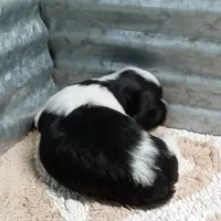 AKC Sugar, a female Havanese for sale in De Soto, MO – Photo 8 of 8