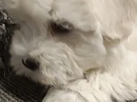 Akc Millie, a female Havanese for sale in De Soto, MO – Photo 2 of 5