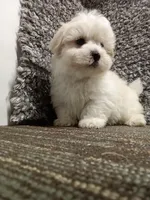 Akc Millie, a female Havanese for sale in De Soto, MO – Photo 3 of 5