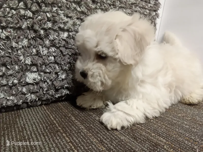 Akc Millie, a female Havanese for sale in De Soto, MO – Photo 1 of 5