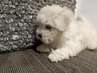 Akc Millie, a female Havanese for sale in De Soto, MO – Photo 1 of 5