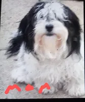 Akc Millie, a female Havanese for sale in De Soto, MO – Photo 5 of 5