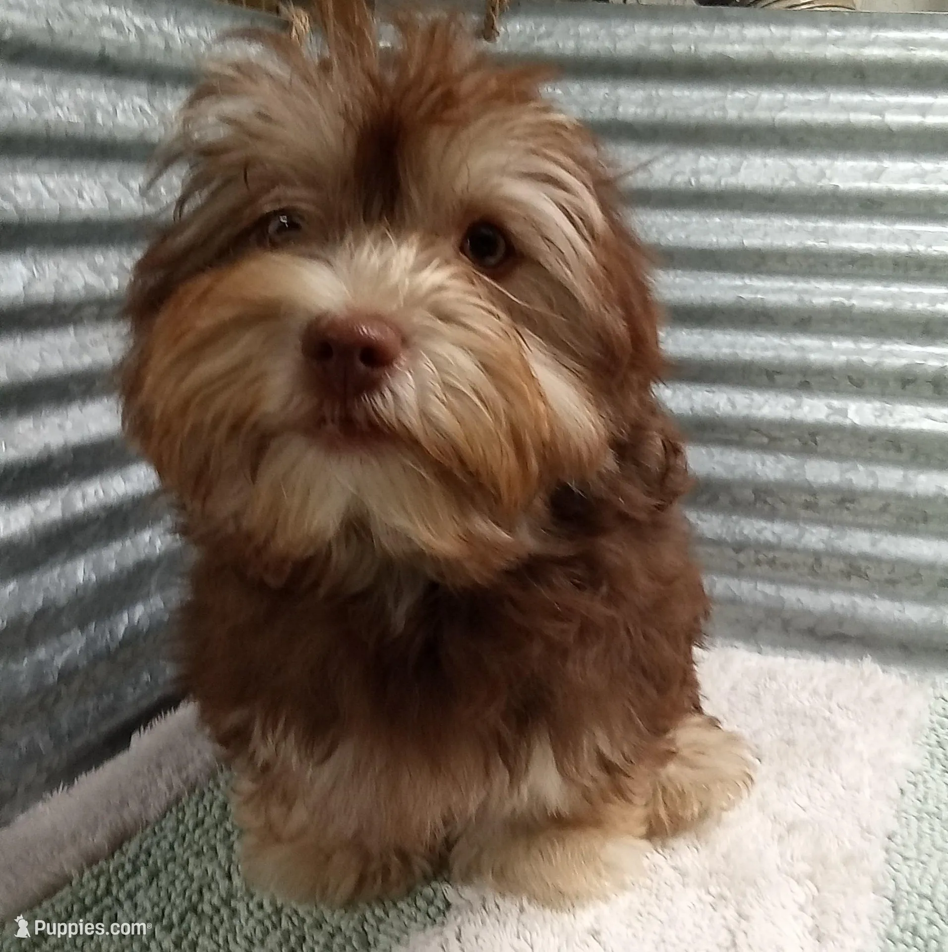 AKC Hershey – Havanese puppy for sale in De Soto, MO