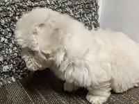 Akc Lex, a male Havanese for sale in De Soto, MO – Photo 3 of 3