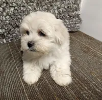 Akc Lex, a male Havanese for sale in De Soto, MO – Photo 2 of 3