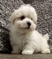 Akc Lex, a male Havanese for sale in De Soto, MO – Photo 1 of 3