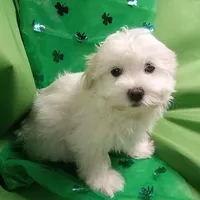 AKC Cupid, a male Havanese for sale in De Soto, MO – Photo 3 of 8