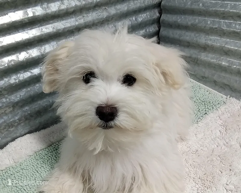 AKC Cupid – Havanese puppy for sale in De Soto, MO