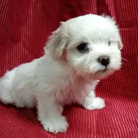 AKC Cupid, a male Havanese for sale in De Soto, MO – Photo 4 of 8