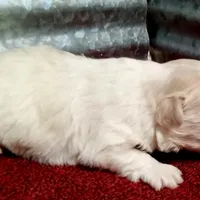 AKC Cupid, a male Havanese for sale in De Soto, MO – Photo 7 of 8