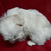 AKC Cupid, a male Havanese for sale in De Soto, MO – Photo 5 of 8