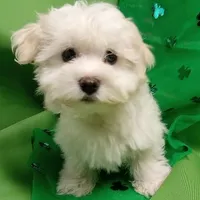 AKC Cupid, a male Havanese for sale in De Soto, MO – Photo 1 of 8