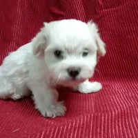 AKC Cupid, a male Havanese for sale in De Soto, MO – Photo 6 of 8