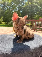 Berlin, a male French Bulldog for sale in Raleigh, NC – 1 of 1